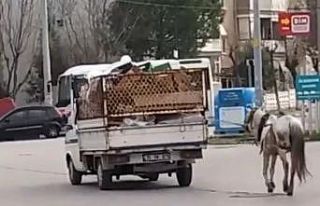 Manisa’da atın kamyonete bağlanıp yürütülmesi...