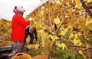 Manisa’da kış ayında üzüm hasadı