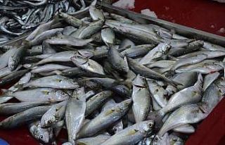 Marmara’dan giren çinekop Karadeniz’de gözüktü