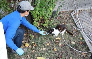 Marmaris Belediyesi sokak hayvanlarını unutmadı