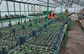Marmaris’in çiçek seraları 1,5 milyon TL tasarruf...