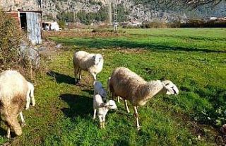 Marmaris’te çobanlara kurt ve domuz korkusu sardı