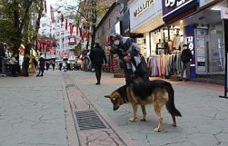 Mazgal köpek caddenin demirbaşı oldu