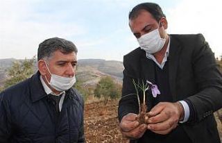 Müdür Kıyas, safran tarlasında incelemelerde bulundu