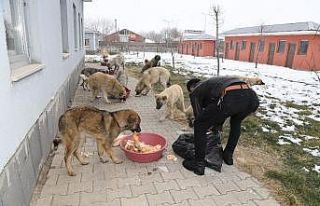 Muş Belediyesi zorlu kış şartlarında minik canları...