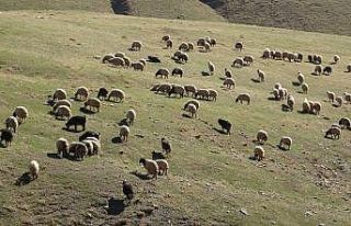 Muş’taki küçükbaş hayvanlar güneydeki sıcak...