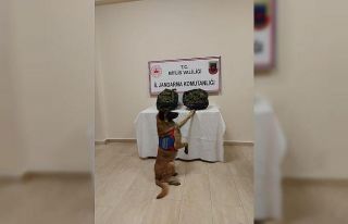 Mutki ve Güroymak’ta uyuşturucu operasyonu