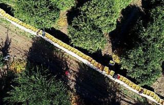 Narenciye yüz güldürdü