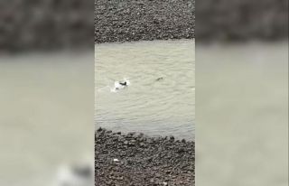 Nehre düşen karacayı kurtarmak için gözünü...