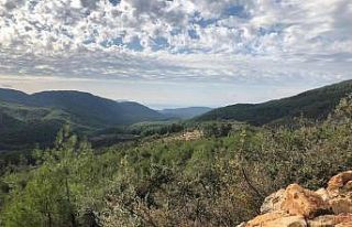 Nesli tükenme tehlikesinde olan karakulak ölü bulundu