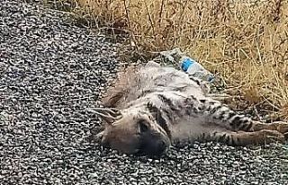 Nesli tükenme tehlikesindeki Anadolu sırtlanı vurularak...