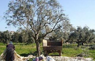 Ödemiş’te zeytin hasadı sürüyor
