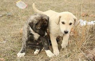 Odunpazarı Belediyesi hayvan dostu çalışmalarına...