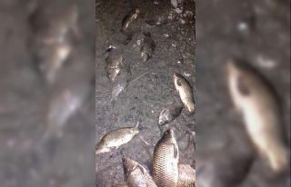 Oksijensiz kalan balıklar telef oldu