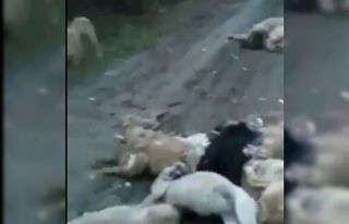 Onlarcasını öldürüp Bursa ormanlarına attılar