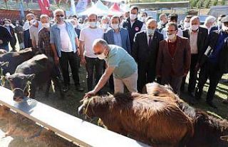 Ordu’da hayvancılık yüz güldürüyor