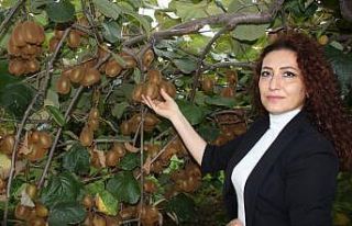 Organik kivi üretimi projesi yürütülüyor