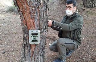 Ormanlara Fotokapanlar yerleştiriliyor