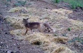 Ormanlarda ki yaşam foto kapanlarla izleniyor
