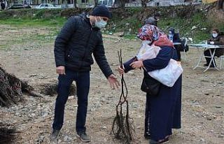 Osmaneli’de çiftçilere ceviz fidanı dağıtımı...