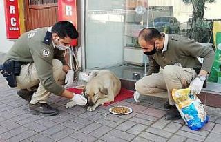 Osmaniye polisi kısıtlamada sokak hayvanlarını...