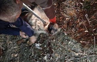 Otomobilin çarptığı çizgili sırtlan yaralandı