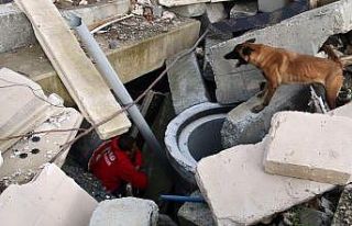 (Özel) AFAD’ın sınavını geçen köpekler afetlerde...