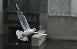 (Özel) Başkent Ankara’nın martıları