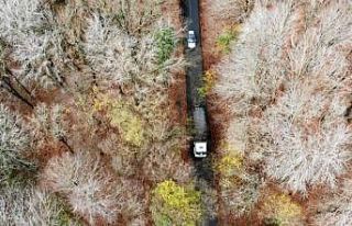 (Özel) Belgrad Ormanı’nda renk cümbüşü