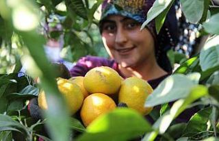 (Özel) Dalında 1,5 markette 8 lira