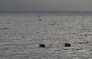 (Özel) Denize inen Pelikanları görenler cep telefonuna...