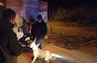 (ÖZEL HABER) Jandarmadan köpek dövüşüne baskın