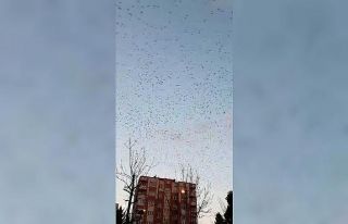 (ÖZEL) İstanbul semalarında sığırcık kuşlarının...
