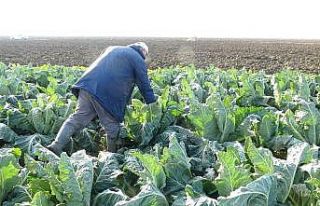 (Özel) Karnabahar fiyatları korona virüsle uçuşa...