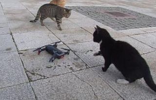 (Özel) Kedilerin ’drone’ a saldırısı renkli...