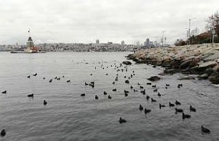 (Özel) Kız kulesinde karabatakların masalsı dansı...