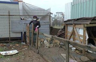(ÖZEL) Otomobil çarpan köpeğin yardımına diğer...