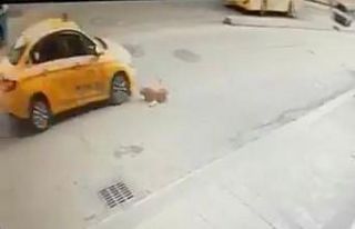 (Özel) Pendik’te köpeğe çarpan taksici kaçtı