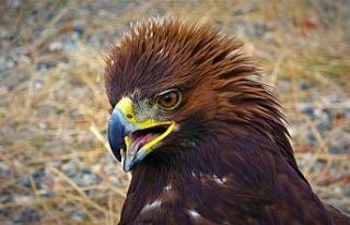 Özgürlüğe kanat çırpmak için ilkbaharı bekliyorlar