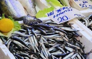 Palamut sezonu bitti, Karadeniz hamsisi 20 lira