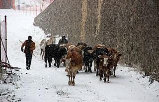 Palandöken Kayak Merkezinden sürü geçti