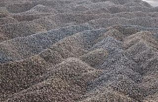 Pancar dağları ‘şeker’ olmayı bekliyor