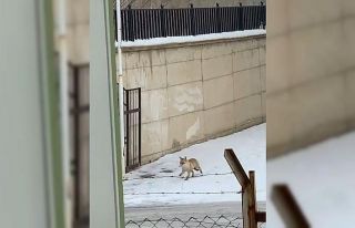 Pandemi nedeniyle kapalı olan okulun bahçesine gelen...