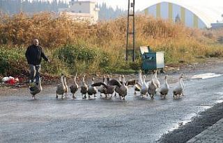 Pandemide iş yerini çiftliğe çevirdi
