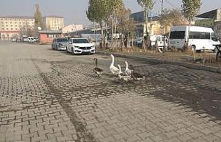 Pandemiden dolayı dışardan almak istemediği kazları...