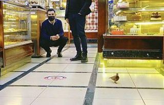 Pastaneye giren güvercini kuru pasta ile besledi