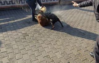 Pitbullu kavgayı polis biber gazıyla ayırmaya çalıştı