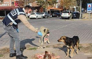 Polis ekipleri sokak hayvanlarını unutmadı