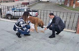 Polisler sokak hayvanlarını besledi