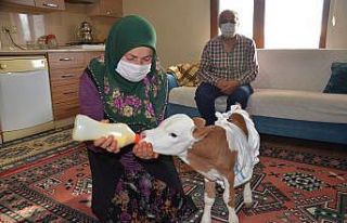 Prematüre doğan buzağıyı anne şefkati ile evde...